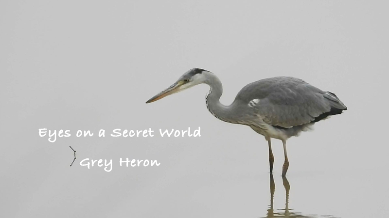 Inside_Poyang_Lake__How_Gray_Herons_Master_the_Art_of_Fishing video poster