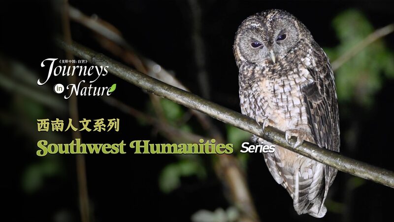 Inside Sichuan: How Southwest Residents Live in Harmony with Pandas and Otters Inside_Sichuan__How_Southwest_Residents_Live_in_Harmony_with_Pandas_and_Otters