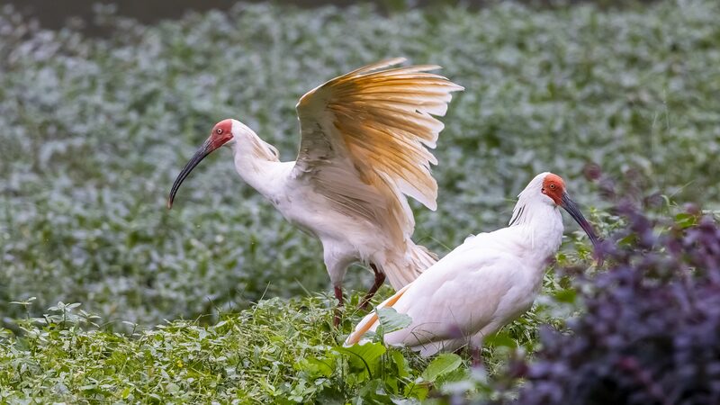 Japan_Returns_16_Native_Crested_Ibises_to_China_in_Conservation_Effort