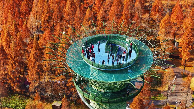 Jiangsu_s_Forest_Park_Ablaze_with_Colorful_Metasequoia_Trees