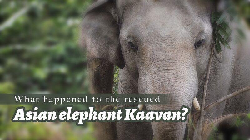 Kaavan_the__Loneliest_Elephant__Finds_Happy_Home_in_Cambodia_poster - My Global News: Voices of a New Era Kaavan_the__Loneliest_Elephant__Finds_Happy_Home_in_Cambodia video poster