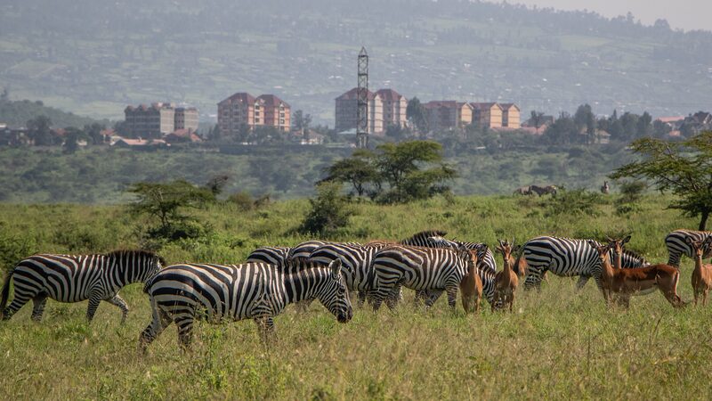 Kenya_Embarks_on_Year_Long_Wildlife_Census_to_Enhance_Conservation - My Global News: Voices of a New Era Kenya_Embarks_on_Year_Long_Wildlife_Census_to_Enhance_Conservation