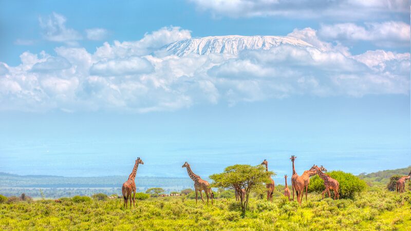 Kenya_Invests__1_86M_in_2024_Wildlife_Census_to_Protect_Biodiversity - My Global News: Voices of a New Era Kenya_Invests__1_86M_in_2024_Wildlife_Census_to_Protect_Biodiversity