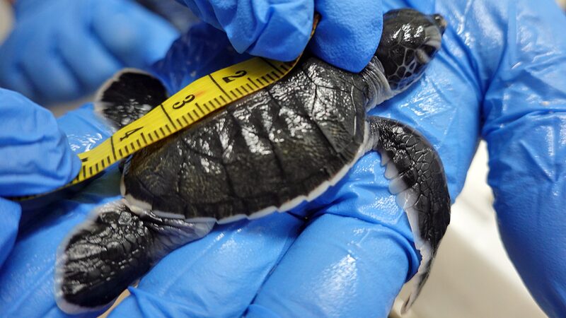 Kimi_the_Sea_Turtle__A_Symbol_of_China_s_Marine_Conservation_Success