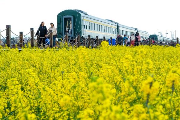 Kunming Blooms: 40 Hectares of Golden Rapeseed Welcome Spring Tourists Kunming_Blooms__40_Hectares_of_Golden_Rapeseed_Welcome_Spring_Tourists