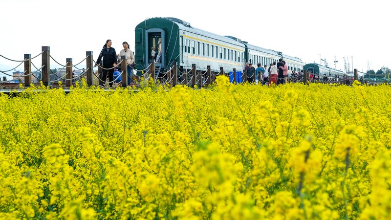 Kunming_Blooms__40_Hectares_of_Golden_Rapeseed_Welcome_Spring_Tourists - My Global News: Voices of a New Era Kunming_Blooms__40_Hectares_of_Golden_Rapeseed_Welcome_Spring_Tourists