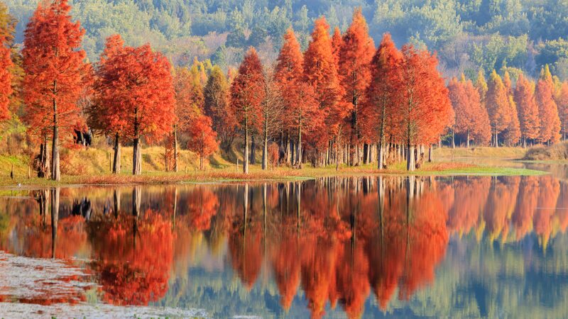 Kunming’s Dawn Redwoods Illuminate Early Winter with Stunning Colors Kunming_s_Dawn_Redwoods_Illuminate_Early_Winter_with_Stunning_Colors
