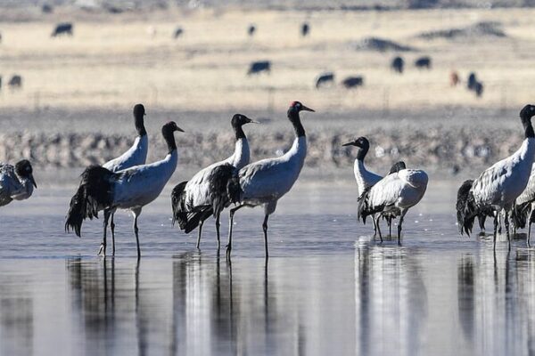 Lhasa Nature Reserve: A Sanctuary for Endangered Black-Necked Cranes Lhasa_Nature_Reserve__A_Sanctuary_for_Endangered_Black_Necked_Cranes