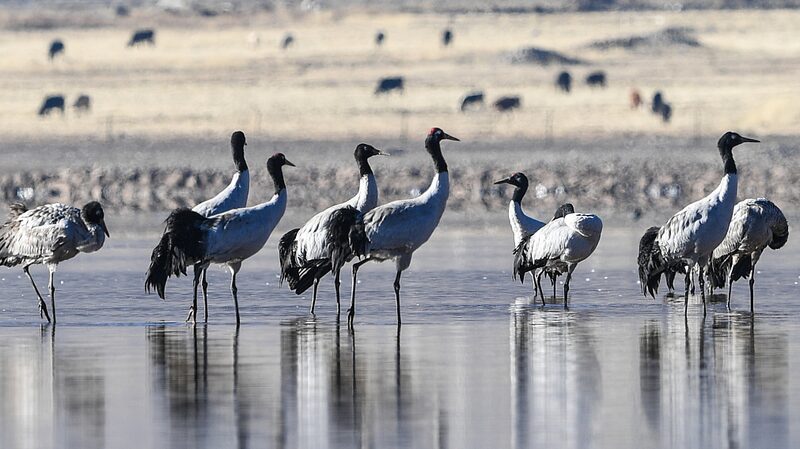Lhasa_Nature_Reserve__A_Sanctuary_for_Endangered_Black_Necked_Cranes