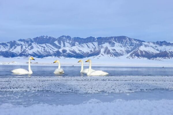 Life Amidst the Winter Wonderland: Sayram Lake’s Resilient Wildlife Life_Amidst_the_Winter_Wonderland__Sayram_Lake_s_Resilient_Wildlife video poster