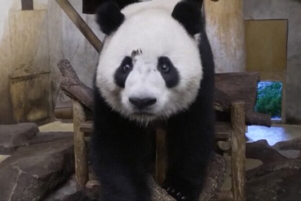 Madrid_Welcomes_Two_Giant_Pandas_for_10_Year_European_Stay video poster