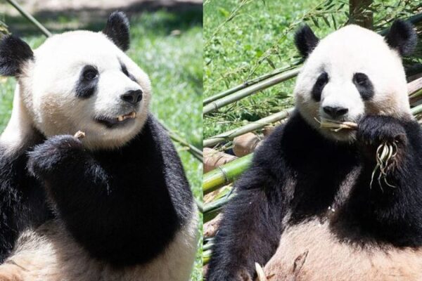 Madrid Zoo Welcomes Adorable Giant Pandas as Part of Conservation Effort Madrid_Zoo_Welcomes_Adorable_Giant_Pandas_as_Part_of_Conservation_Effort