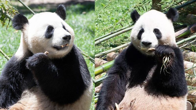 Madrid_Zoo_Welcomes_Adorable_Giant_Pandas_as_Part_of_Conservation_Effort - My Global News: Voices of a New Era Madrid_Zoo_Welcomes_Adorable_Giant_Pandas_as_Part_of_Conservation_Effort