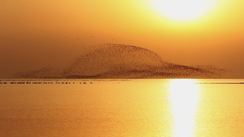 Majestic_Siberian_Cranes_Arrive_at_Poyang_Lake_After_5_300_KM_Journey_poster - My Global News: Voices of a New Era Majestic_Siberian_Cranes_Arrive_at_Poyang_Lake_After_5_300_KM_Journey video poster