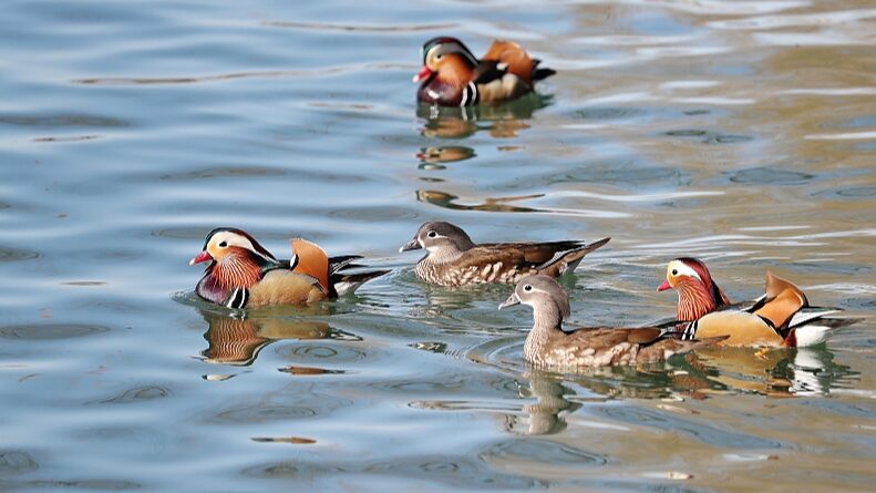 Mandarin_Ducks_Grace_Beihai_Park_with_Early_Spring_Splendor