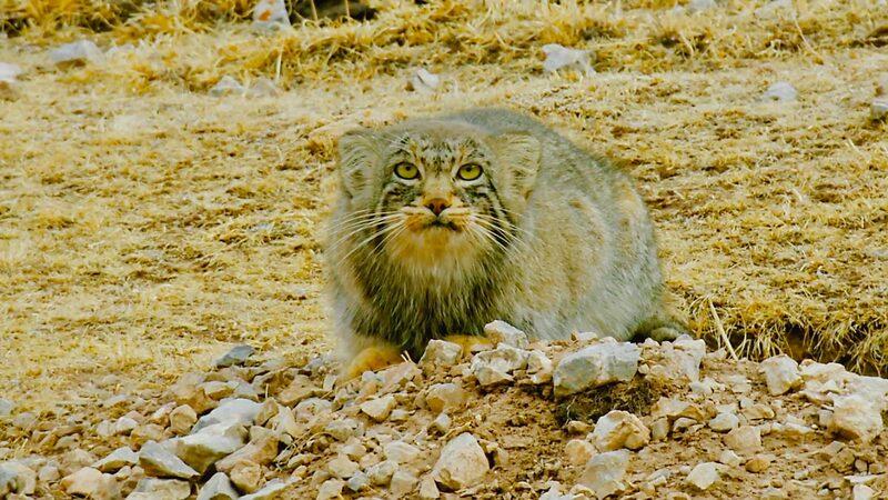 Marvelous_Qinghai__Unveiling_the_Grumpy_Charms_of_Pallas_s_Cat video poster