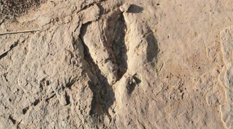Massive Deinonychosaur Tracks Unearthed in Fujian, China Massive_Deinonychosaur_Tracks_Unearthed_in_Fujian__China