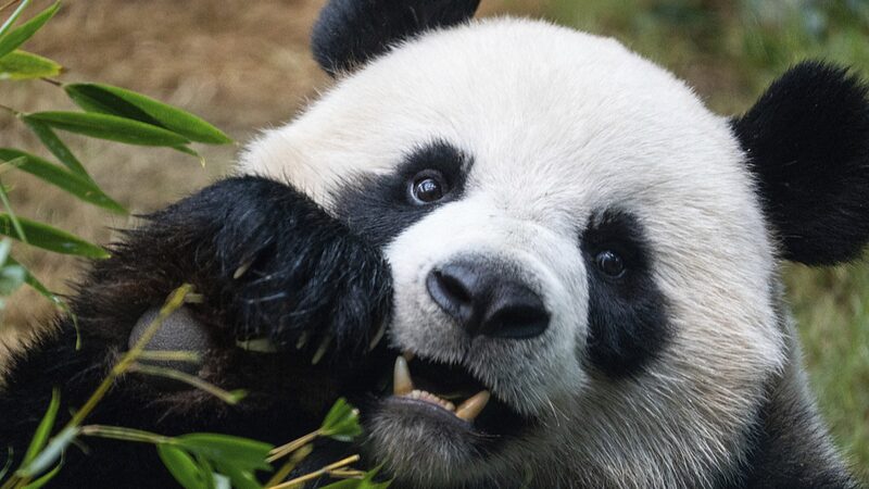 Meet_An_An_and_Ke_Ke__Hong_Kong_s_New_Panda_Stars