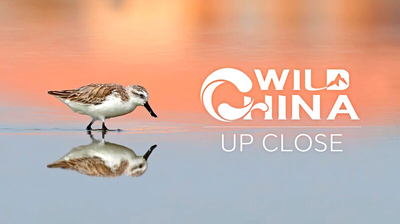 Meet_the__Little_Spoon___China_s_Endangered_Spoon_Billed_Sandpiper video poster