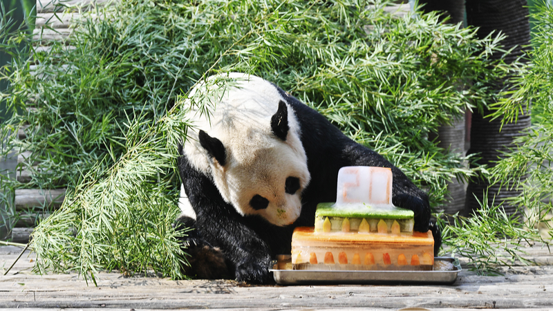 Meiling the Panda Celebrates 20 Years at Nanchang Zoo Meiling_the_Panda_Celebrates_20_Years_at_Nanchang_Zoo