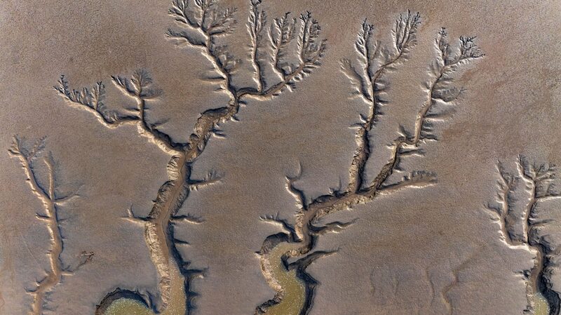 Mesmerizing_Tidal_Trees_Transform_Jiangsu_s_Wetlands