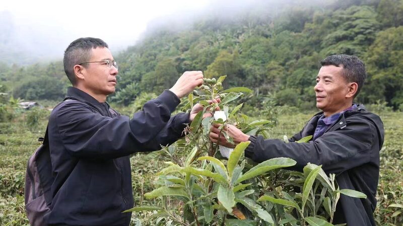 Metok_County_s_White_Loquats__A_Sweet_Success_Story_in_Xizang - My Global News: Voices of a New Era Metok_County_s_White_Loquats__A_Sweet_Success_Story_in_Xizang