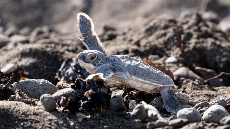 Mexican_Government_Rushes_to_Save_Sea_Turtle_Eggs_Ahead_of_Hurricane_Beryl