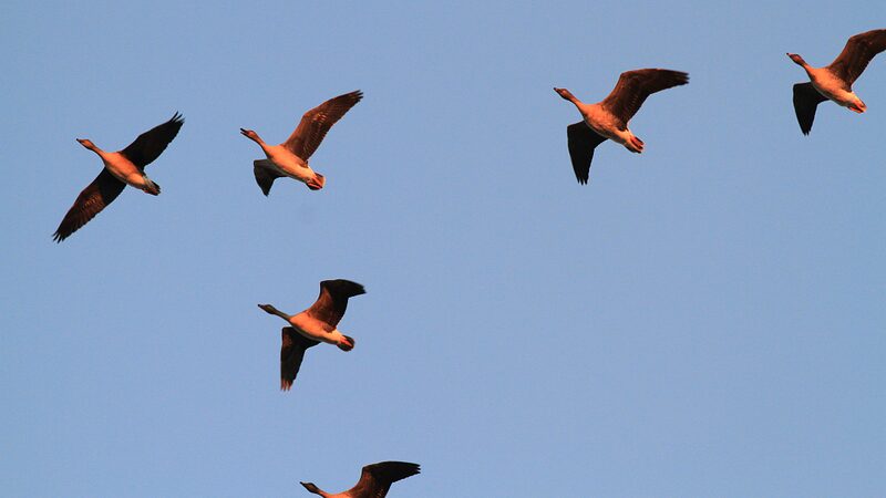 Migratory_Birds_Paint_Hebei_s_Wetlands_with_Grace video poster