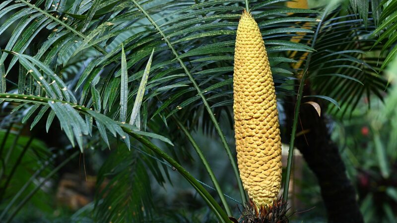 Millennium_Old_Sago_Palm_Sparks_Blooming_Spectacle_in_Guangxi_Garden