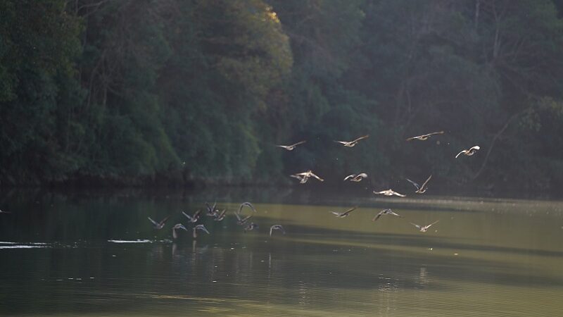 Mingxi_County__A_Haven_for_337_Bird_Species_on_the_East_Asian_Australasian_Flyway_poster - My Global News: Voices of a New Era Mingxi_County__A_Haven_for_337_Bird_Species_on_the_East_Asian_Australasian_Flyway video poster