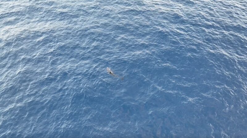 Miraculous_Rescue__Haitang_the_Pilot_Whale_Returns_to_Sanya_Waters_After_140_Day_Recovery video poster