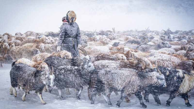 Mongolia Faces Devastating Dzud: Over 600,000 Livestock Lost Mongolia_Faces_Devastating_Dzud__Over_600_000_Livestock_Lost