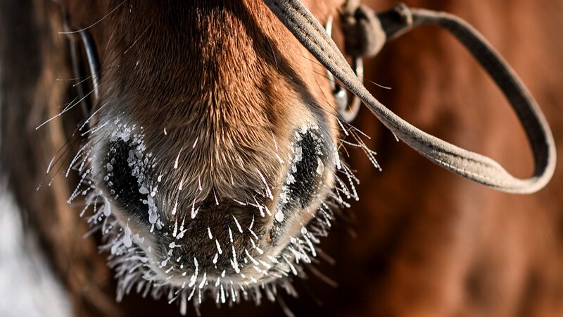 Mongolia’s Harsh Dzud Winter Kills Over 1.5 Million Livestock Mongolia_s_Harsh_Dzud_Winter_Kills_Over_1_5_Million_Livestock