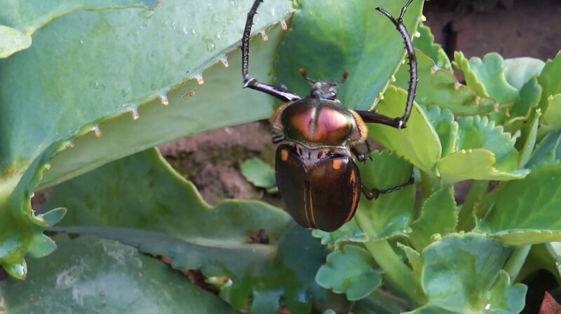 Mt__Wuyi_Unveils_17_New_Insect_Species_in_Three_Year_Survey_poster - My Global News: Voices of a New Era Mt__Wuyi_Unveils_17_New_Insect_Species_in_Three_Year_Survey video poster