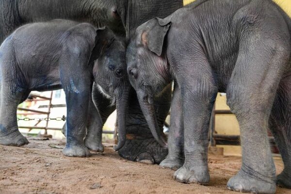 Myanmar_s_Yangon_Implements_New_Strategies_to_Mitigate_Human_Elephant_Conflicts