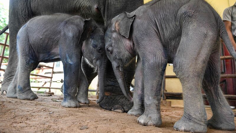 Myanmar_s_Yangon_Implements_New_Strategies_to_Mitigate_Human_Elephant_Conflicts