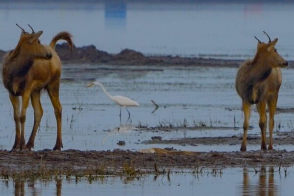 Natural Harmony: Milu Deer and Migratory Birds Share Jiangsu Wetlands Natural_Harmony__Milu_Deer_and_Migratory_Birds_Share_Jiangsu_Wetlands