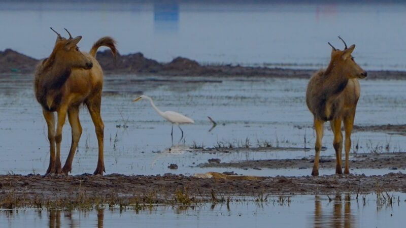 Natural_Harmony__Milu_Deer_and_Migratory_Birds_Share_Jiangsu_Wetlands