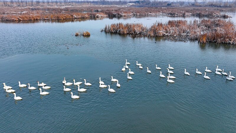 Nature_Reserves_in_China_and_France_Witness_Surge_in_Wildlife_Species - My Global News: Voices of a New Era Nature_Reserves_in_China_and_France_Witness_Surge_in_Wildlife_Species