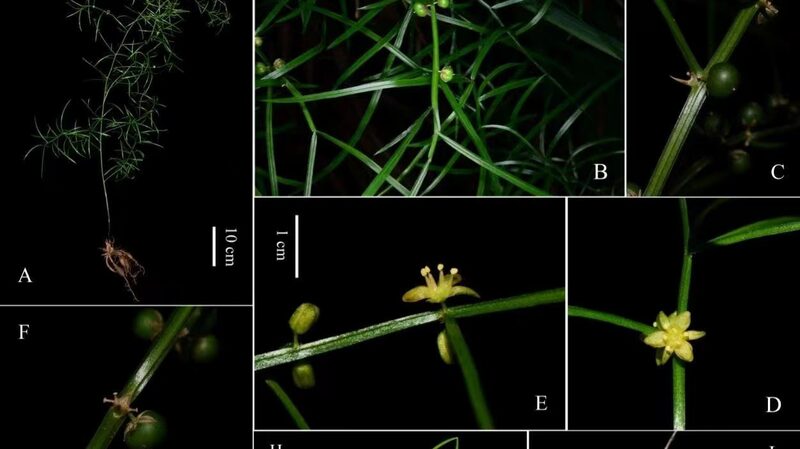 New_Asparagus_Species_Discovered_in_the_Chinese_mainland_s_Hubei_Province - My Global News: Voices of a New Era New_Asparagus_Species_Discovered_in_the_Chinese_mainland_s_Hubei_Province