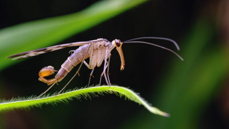 New_Biodiversity_Findings_in_Yunnan__Five_Species_Discovered video poster