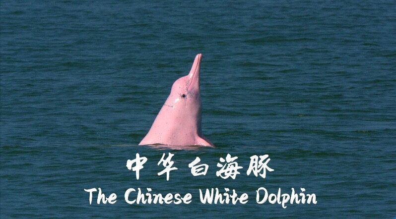 New Documentary ‘The Chinese White Dolphin’ Showcases Nature’s Harmony New_Documentary__The_Chinese_White_Dolphin__Showcases_Nature_s_Harmony video poster