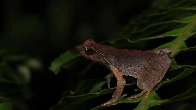 New_Horned_Toad_Species_Discovered_in_South_China_s_Lianhua_Mountains