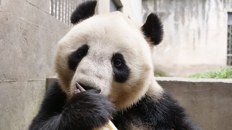 New Residents: Four Giant Pandas Make Lanzhou Wild Animal Park Debut New_Residents__Four_Giant_Pandas_Make_Lanzhou_Wild_Animal_Park_Debut