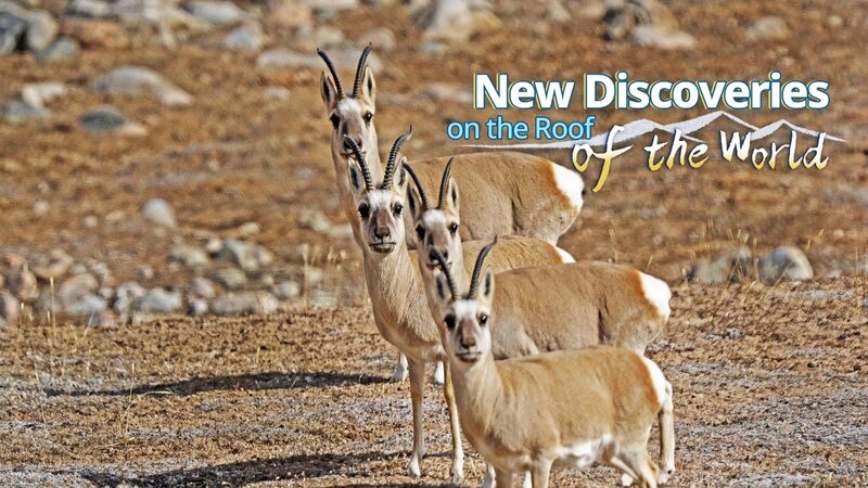 New_Scientific_Expedition_on_Qinghai_Xizang_Plateau_Reveals_Over_3_000_Species