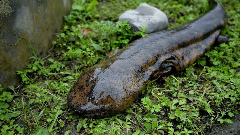 New Study Identifies Nine Critically Endangered Chinese Giant Salamander Species New_Study_Identifies_Nine_Critically_Endangered_Chinese_Giant_Salamander_Species