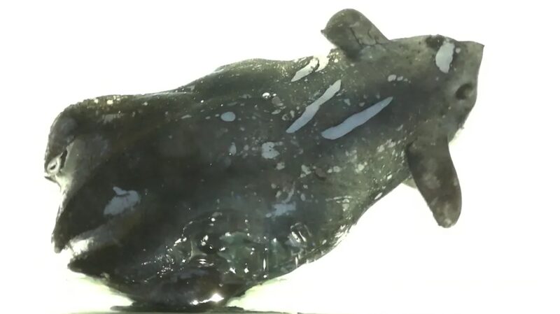 New_Vampire_Squid_Species_Unearthed_by_Chinese_Scientists_in_South_China_Sea
