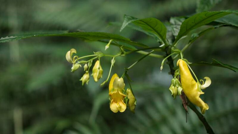 New_Yellow_Impatiens_Species_Unearthed_in_Southwest_China