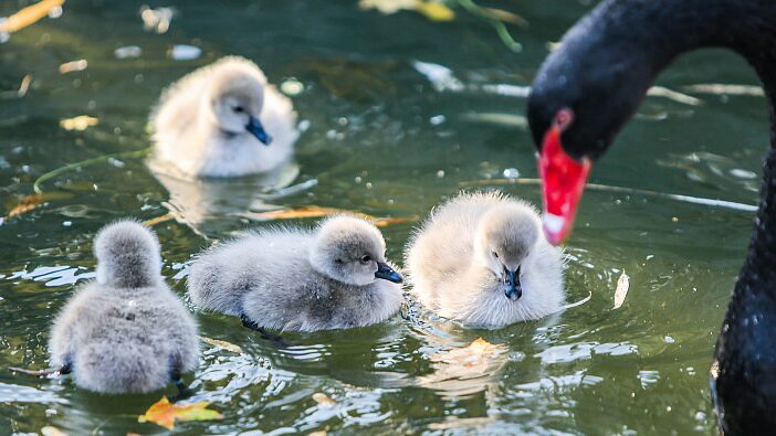 Newborn_Black_Swans_Charm_Visitors_in_Hebei_s_Jize_County