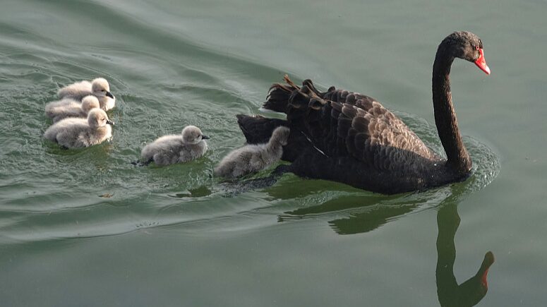 Newborn Cygnets Begin Their Journey in Beijing’s Revitalized River Newborn_Cygnets_Begin_Their_Journey_in_Beijing_s_Revitalized_River